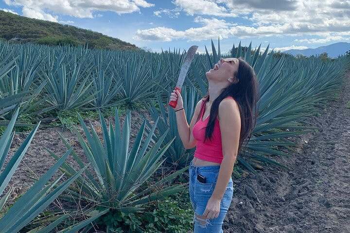 A visitor holding a machete in a field of blue agave